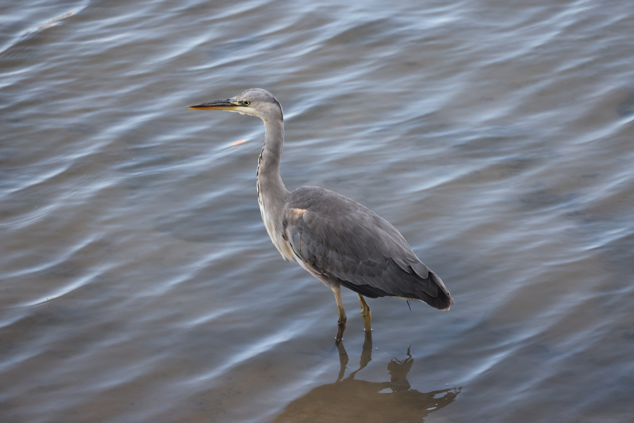 Heron in Dungarvan Harbour