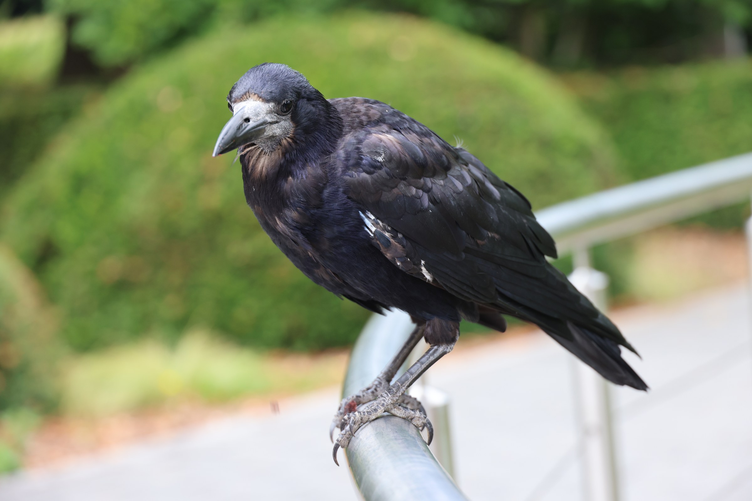 Fitzgerald Park rook