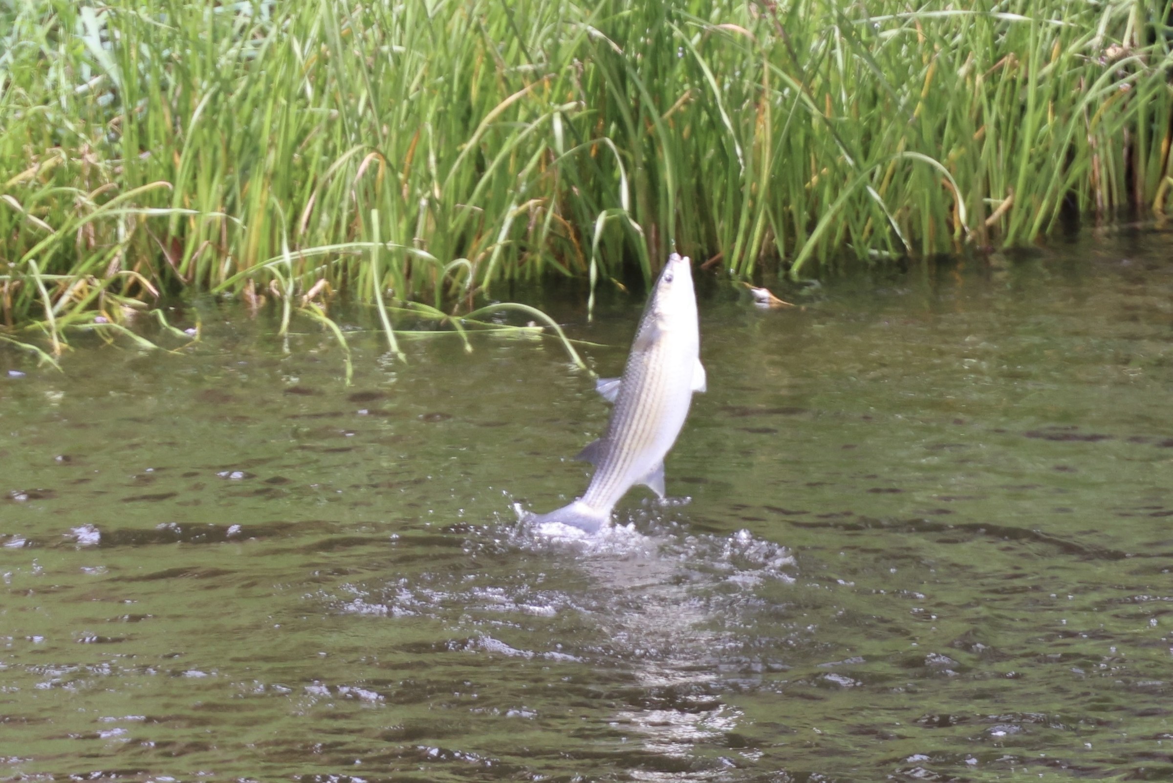 Big fish caught on the River Lee in Cork