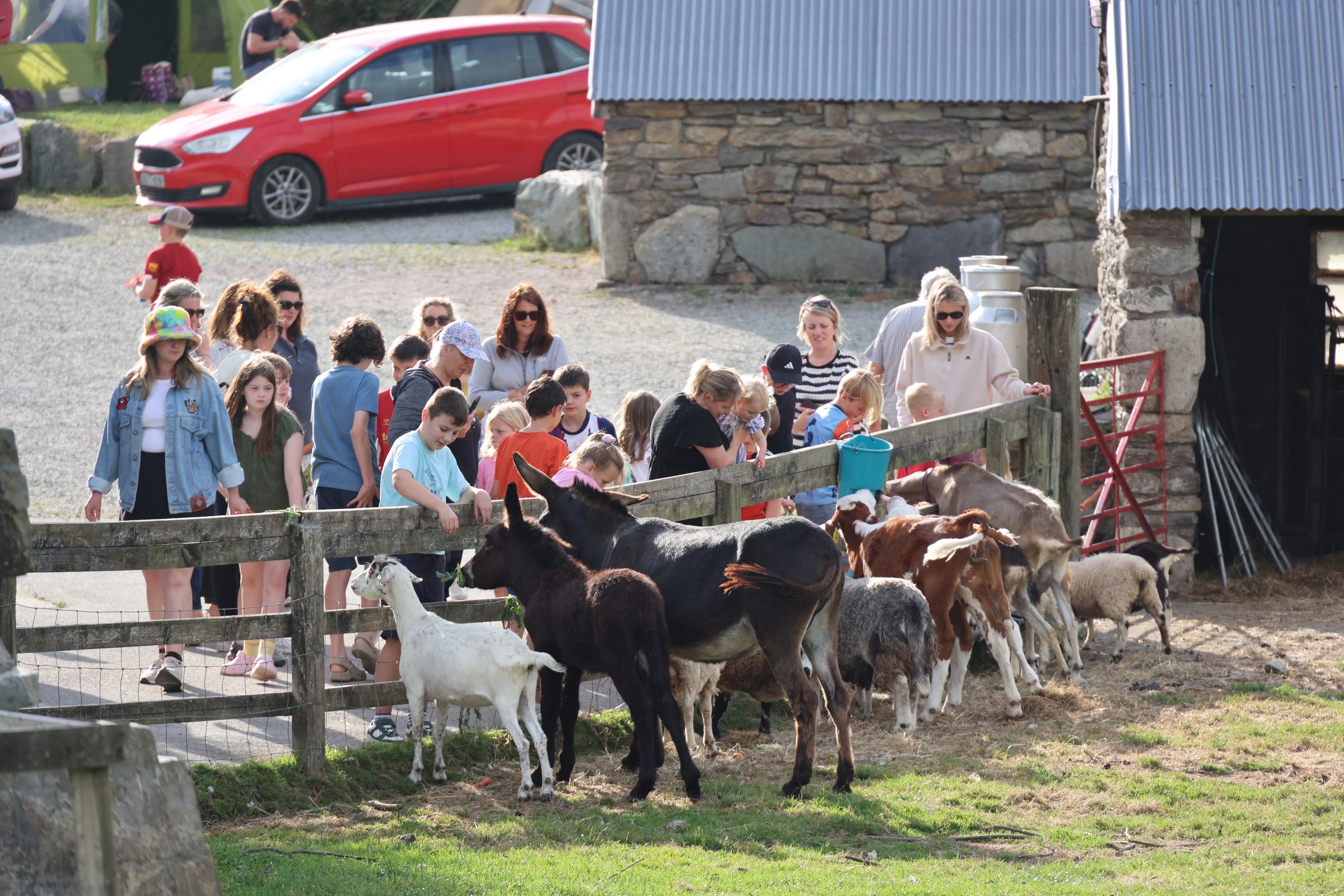 Feeding time at Top of the Rock Pod Páirc and Walking Centre
