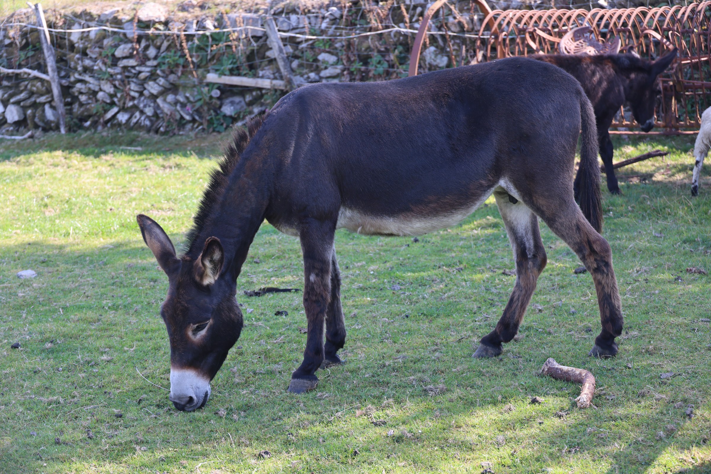 Donkey grazing at Top of the Rock