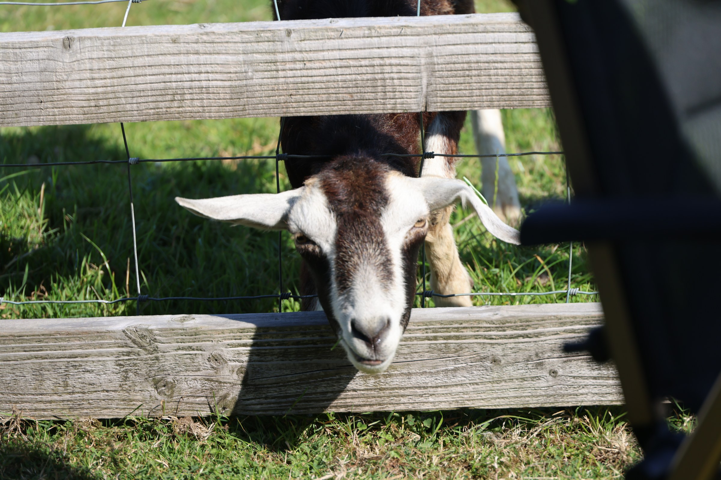 Goat peering through a wooden fence