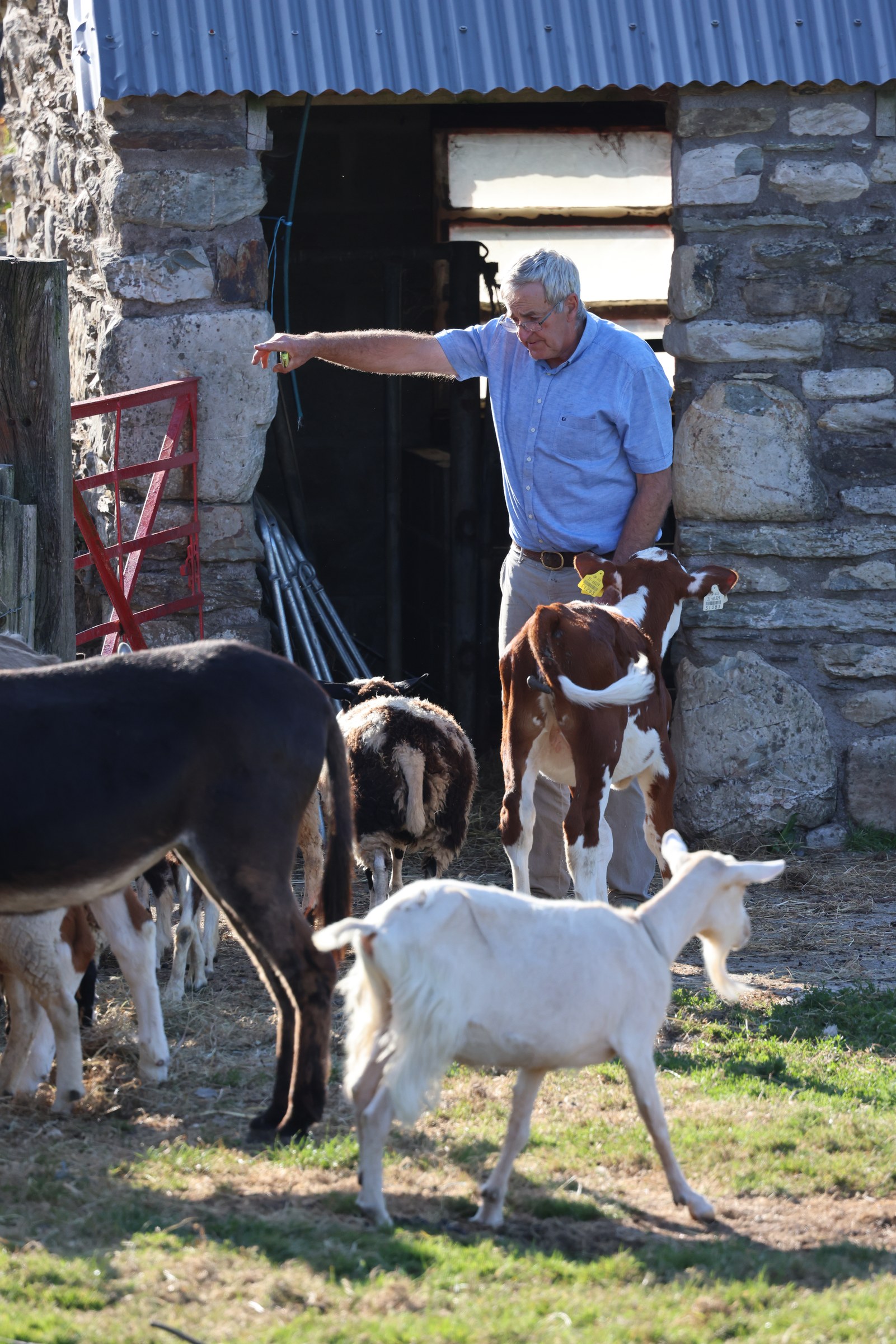 David feeding goats at Top of the Rock