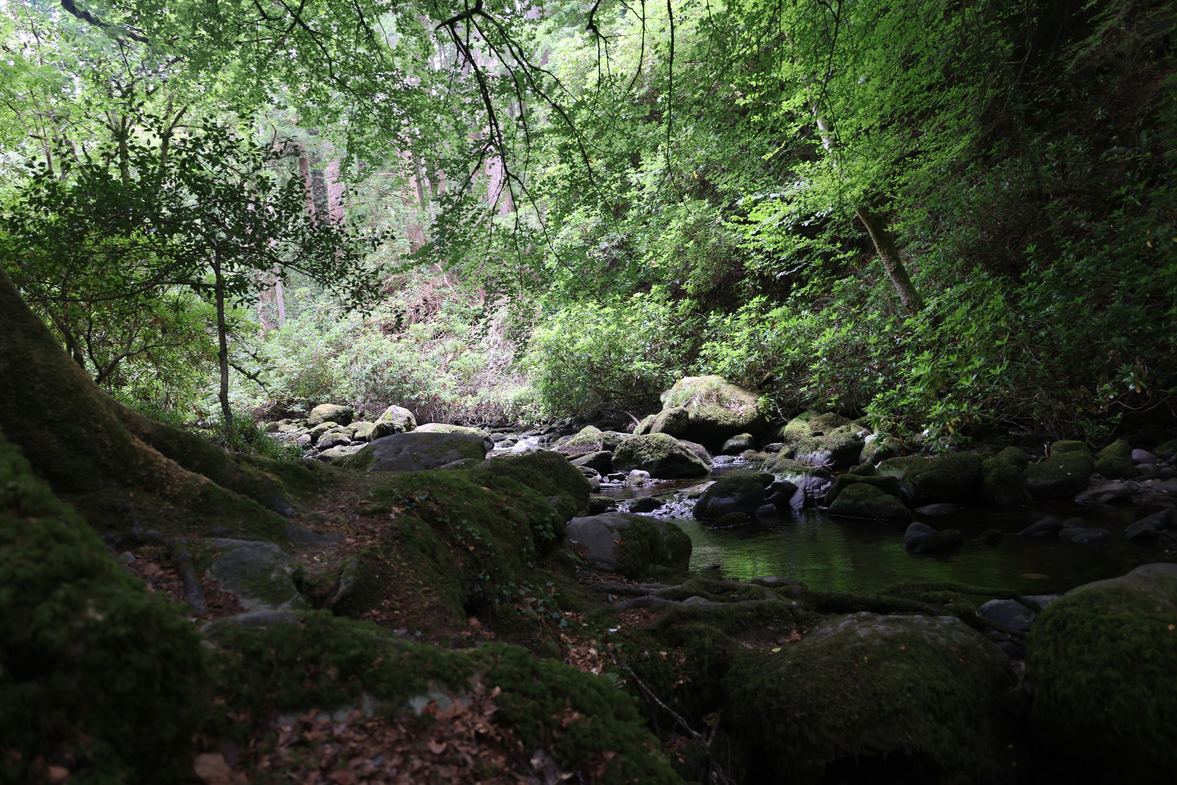 A shaded stream flowing through woodland near Torc Waterfall