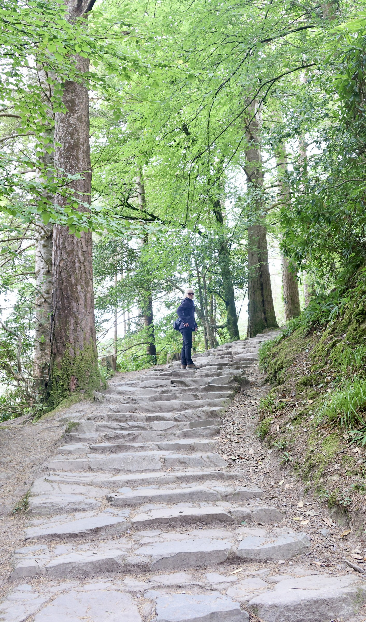 Stone steps climbing steeply through the woods beside Torc Waterfall