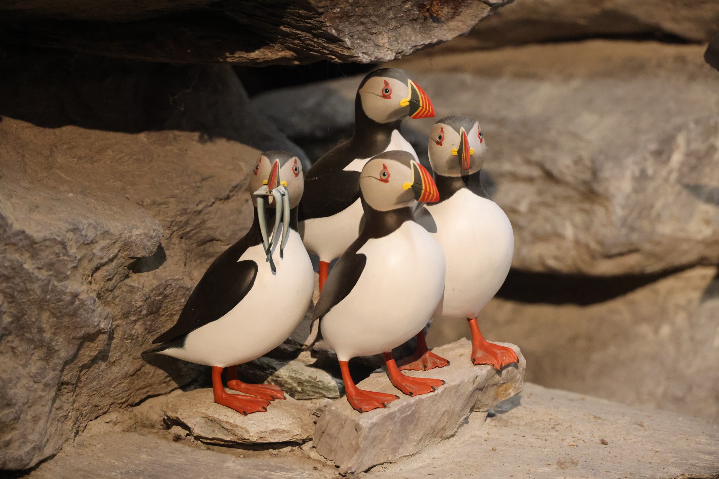 Models of three puffins in the Skellig Experience wildlife display
