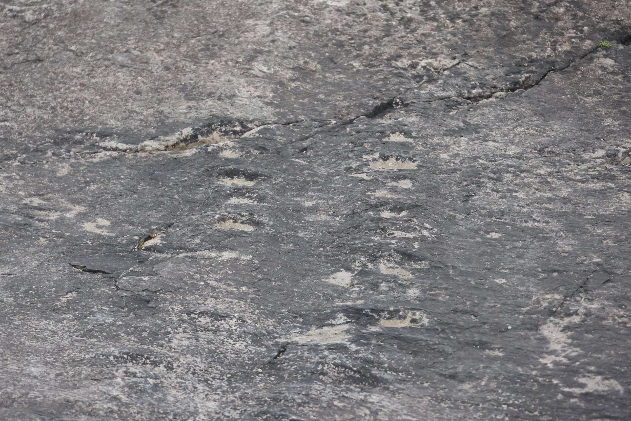 Shallow tetrapod footprints preserved in the rock on Valentia Island