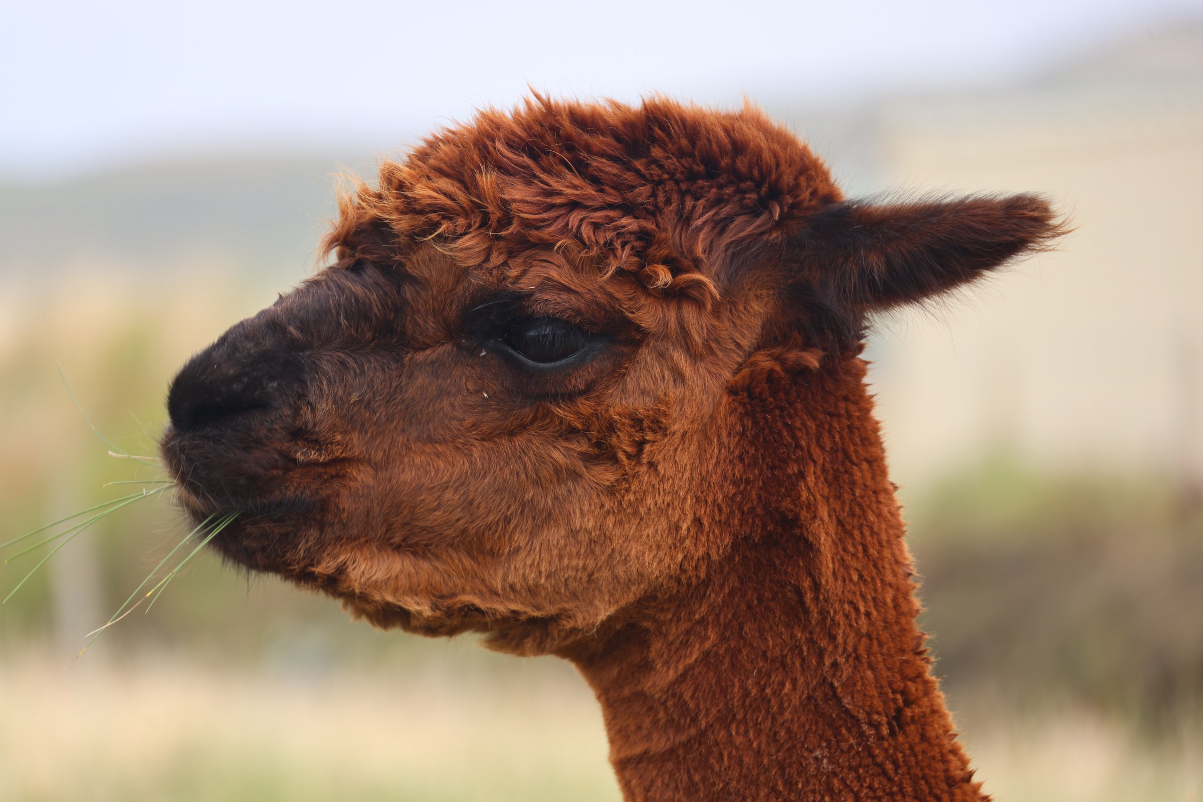 A brown alpaca at the Kerry Cliffs visitor site