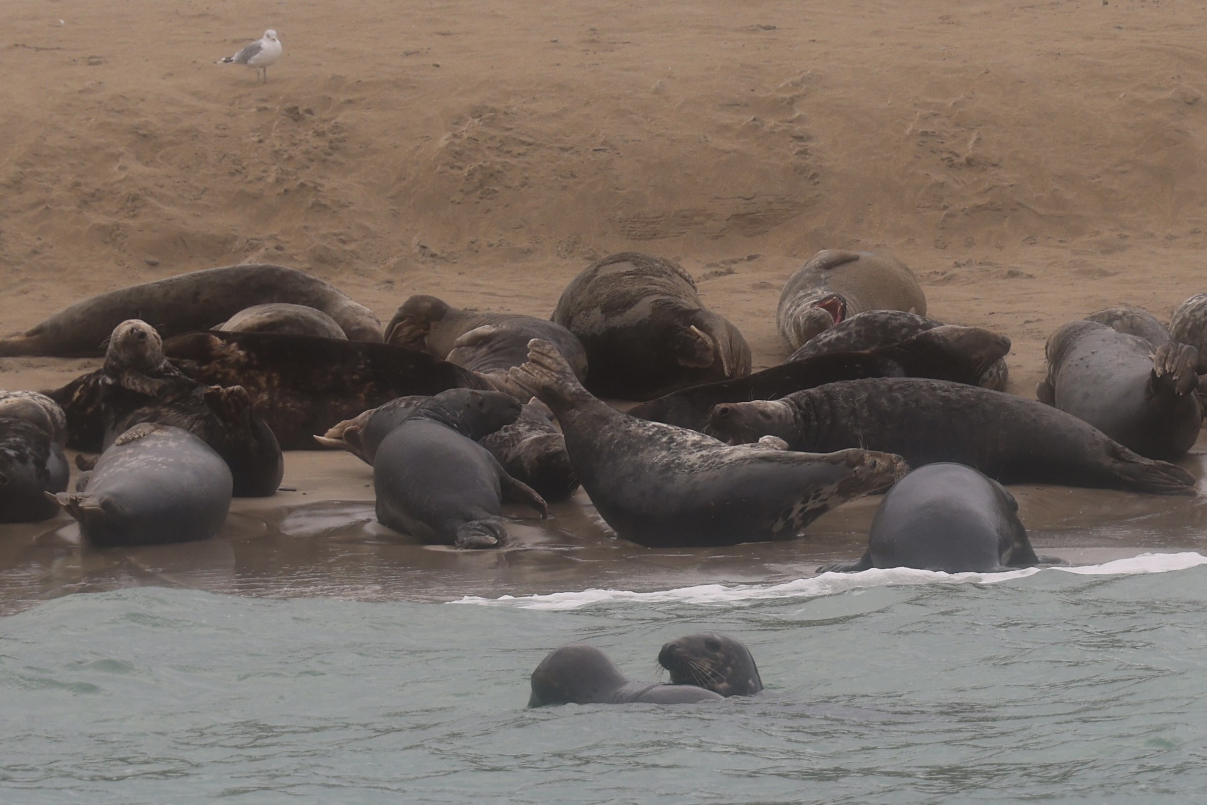 A large colony of grey seals hauled out on An Trá Bán