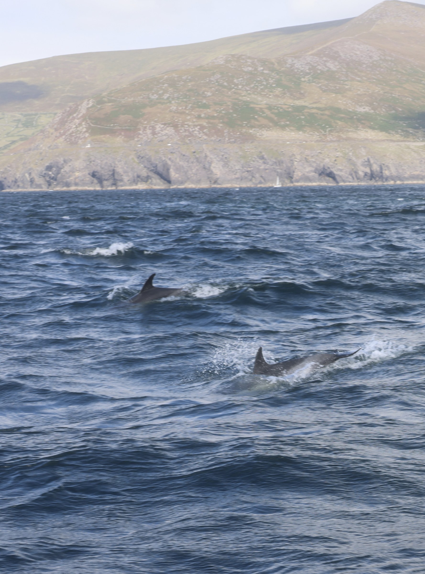 Two common dolphins breaking the surface in choppy water