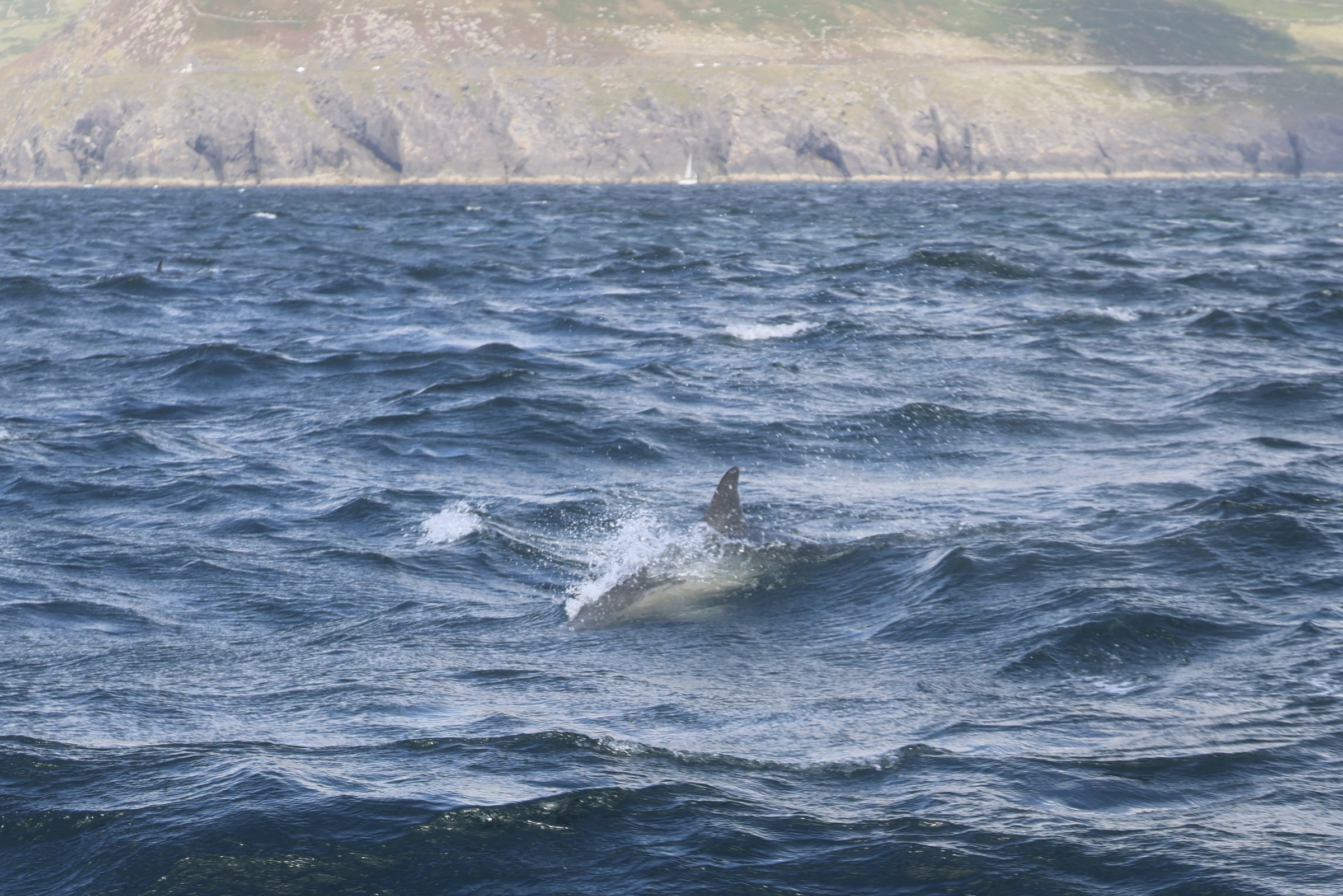 Common dolphins surfacing together beside the RIB
