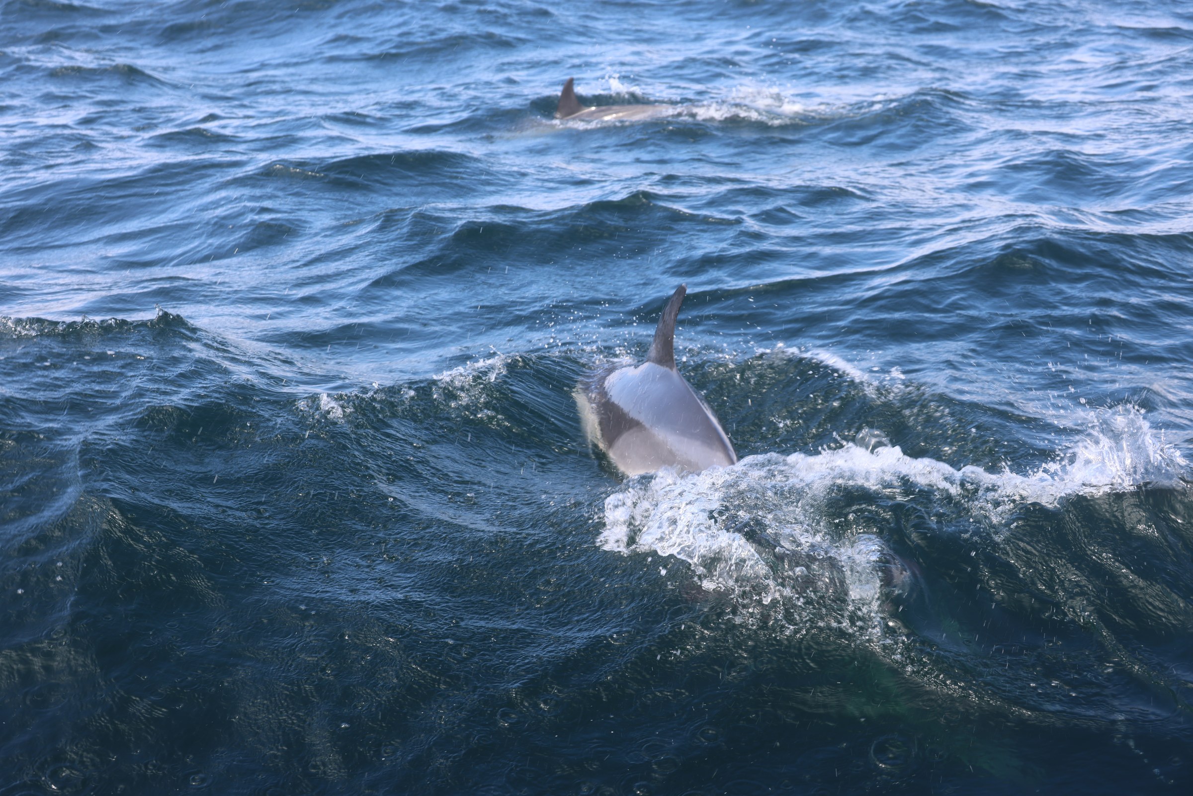 A common dolphin surfacing close beside the RIB