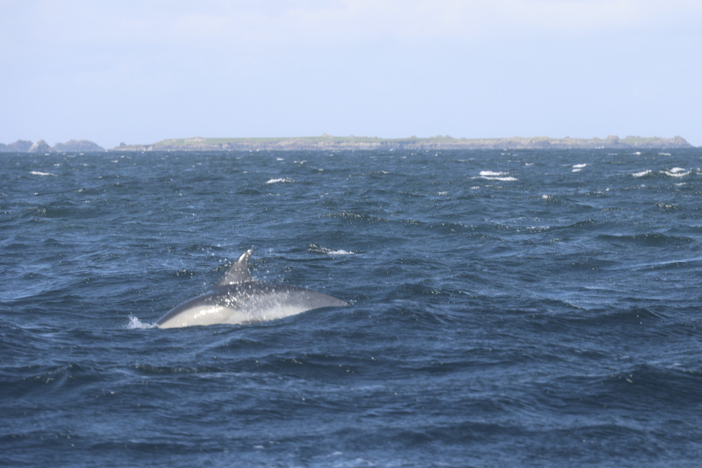 A common dolphin leaping through the water with an island behind