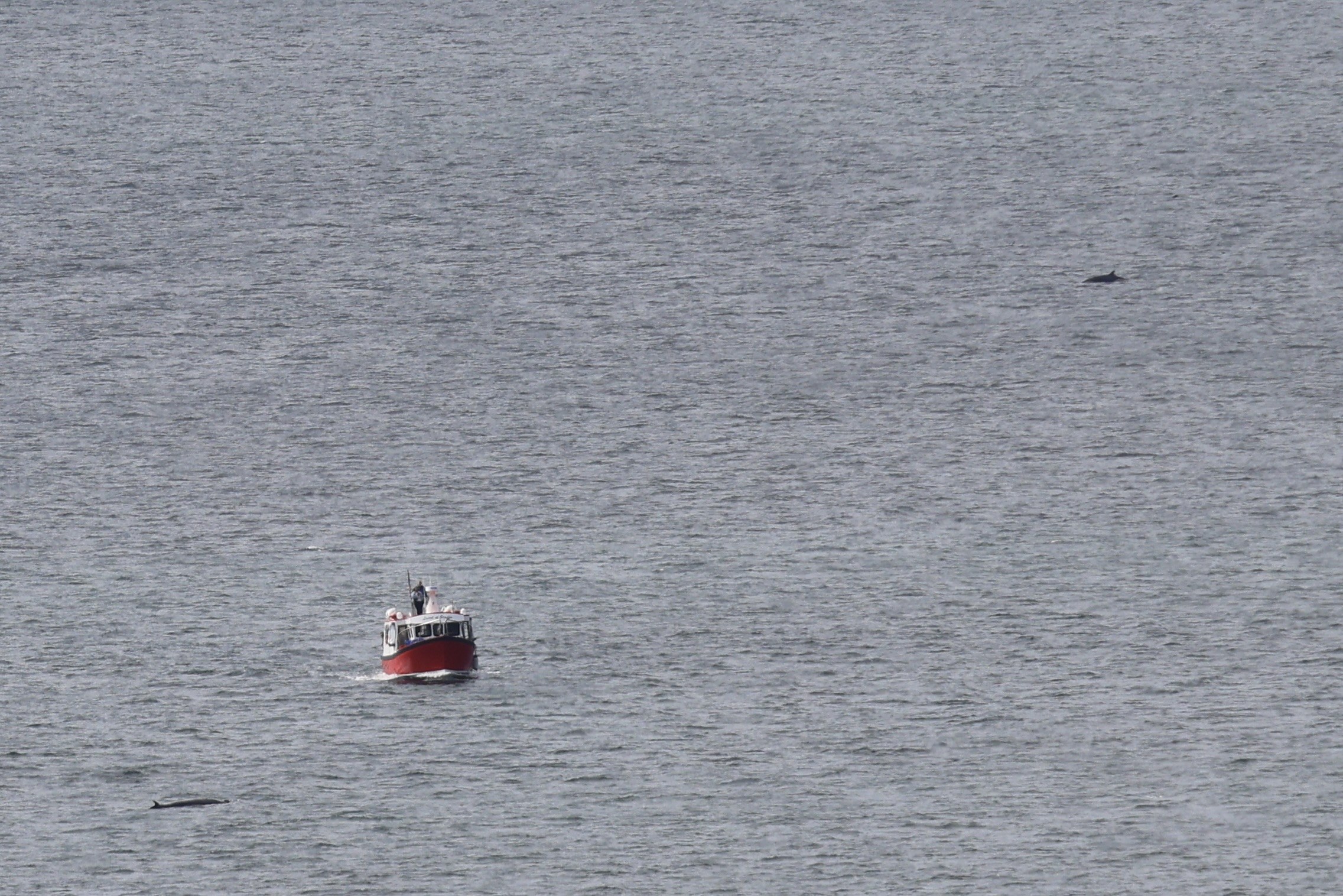 A distant minke whale surfacing beyond a small boat