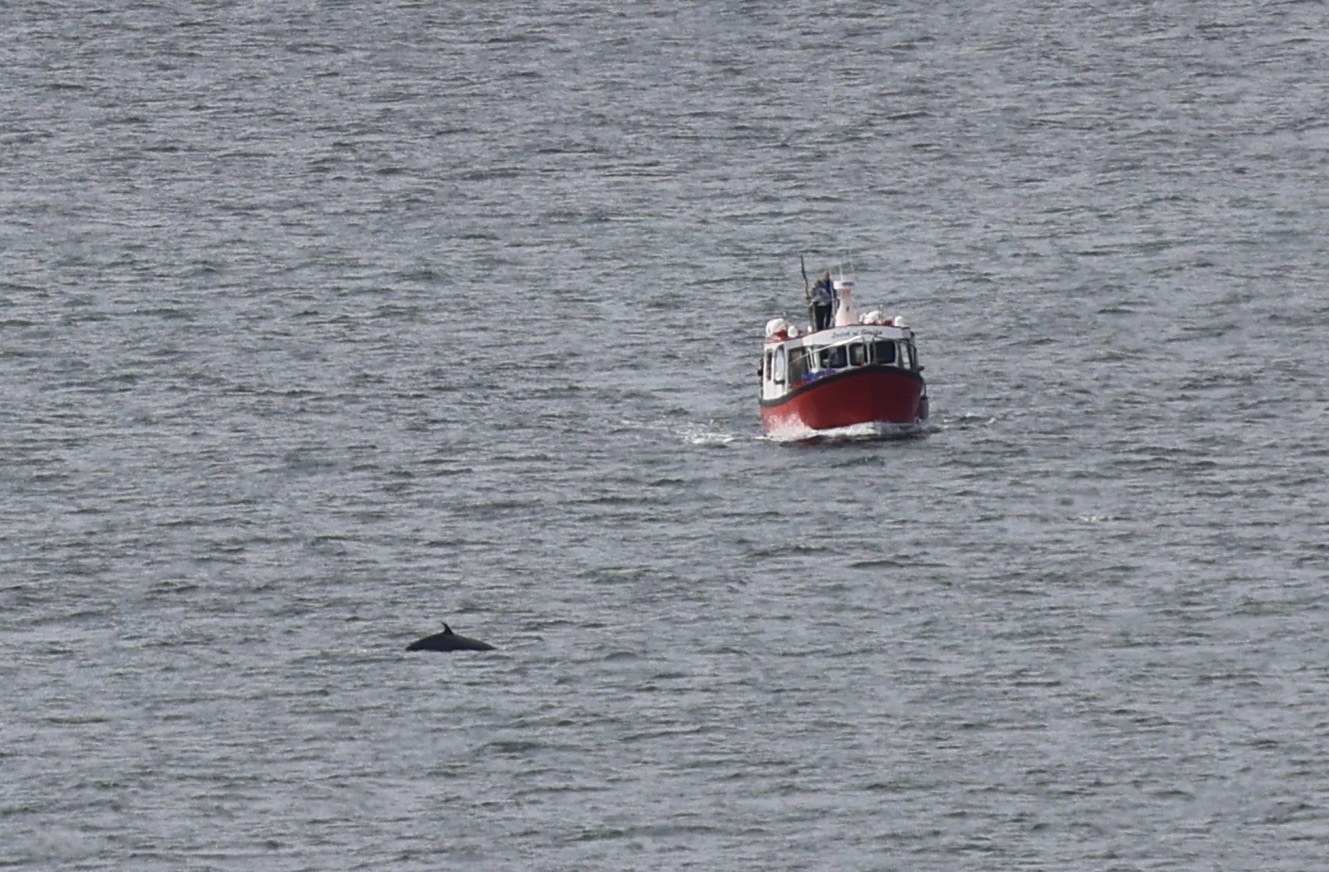A minke whale breaking the surface near a red tour boat