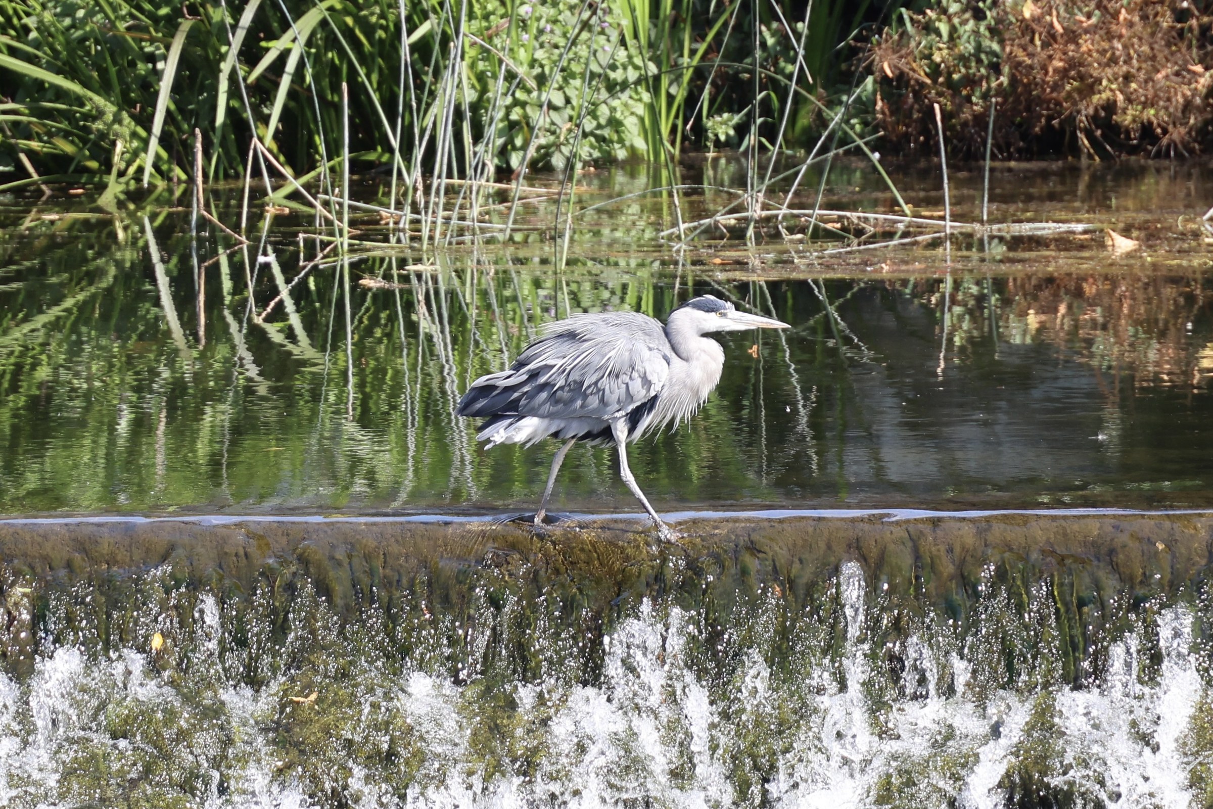 A grey heron standing in the shallow River Suir below the weir