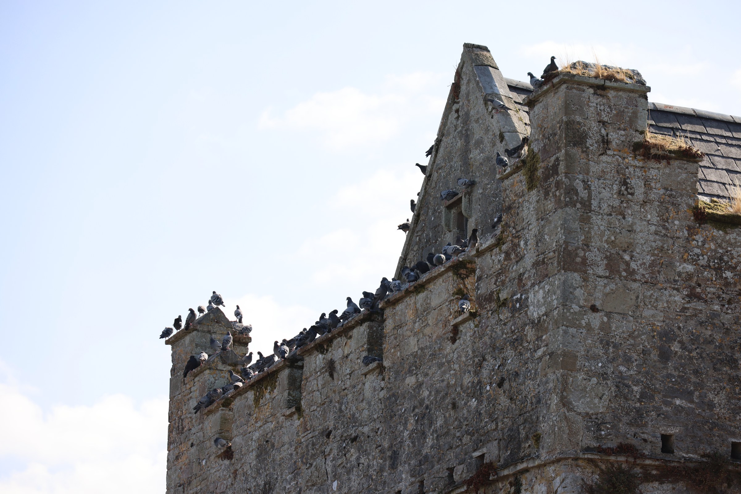 Pigeons perched along spikes high on the walls of Cahir Castle