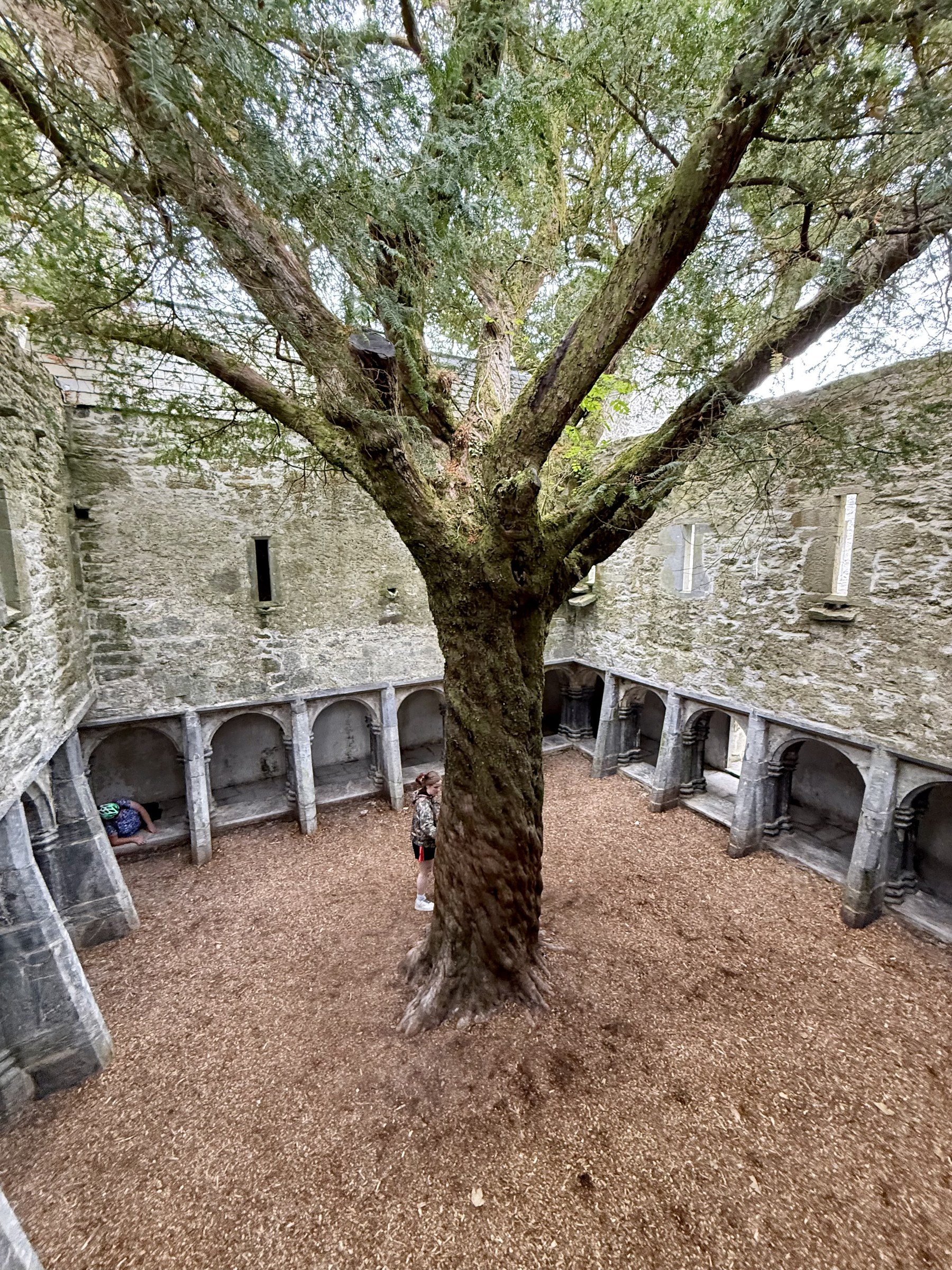 An ancient yew tree growing in the centre of the Muckross Abbey cloister