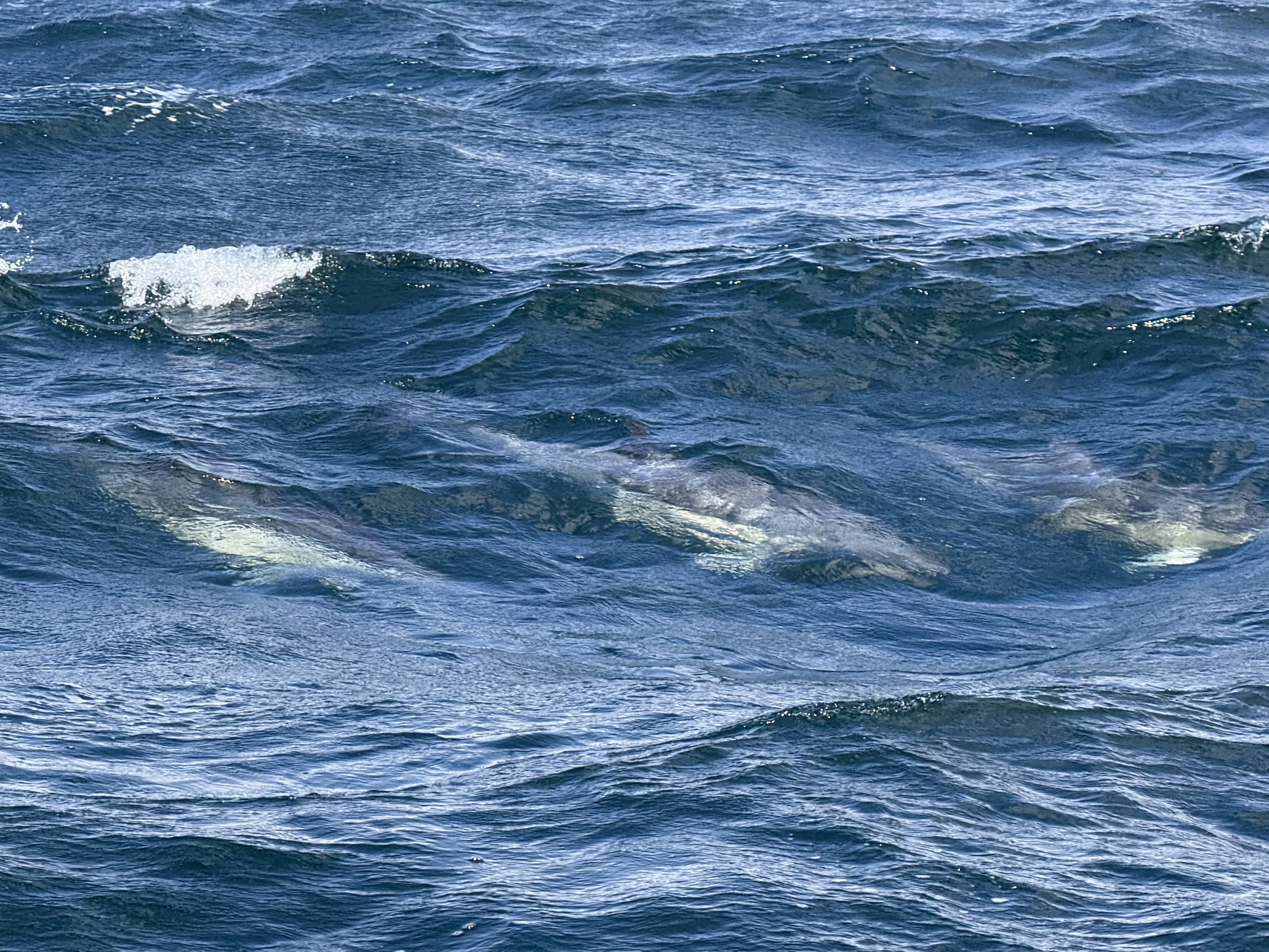 Several common dolphins swimming through rough water beside the RIB