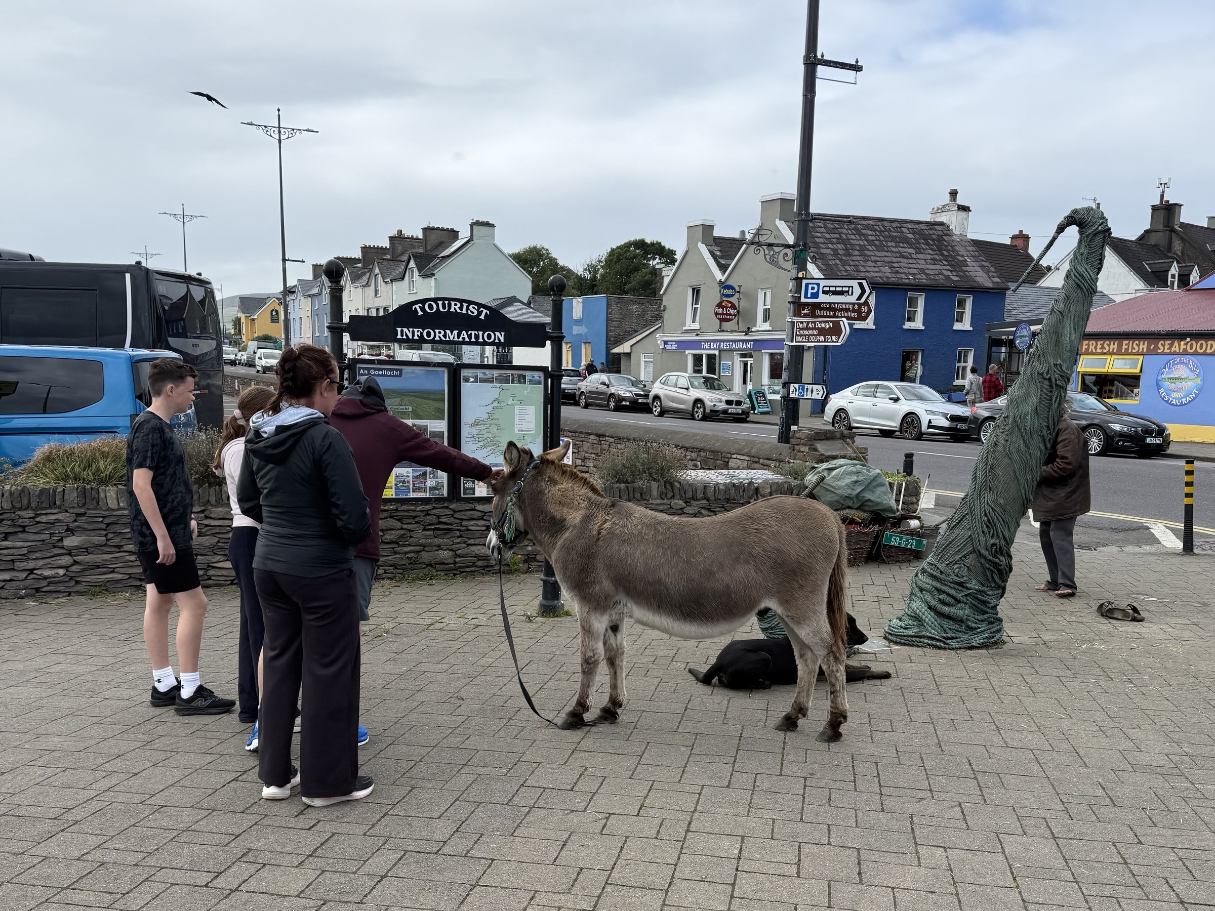 A donkey standing beside the bronze Fungie sculpture on Dingle waterfront