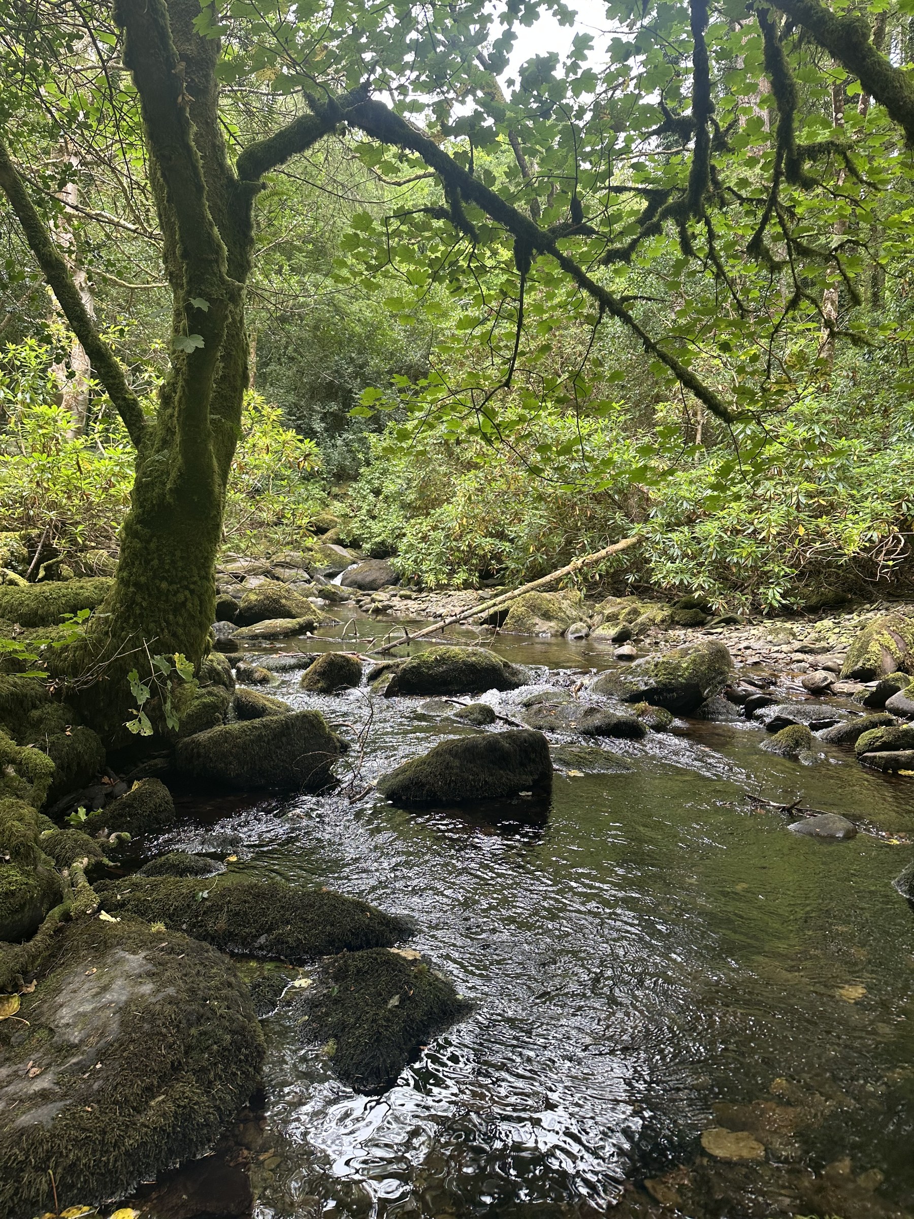 Water tumbling over rocks in the forest below Torc Waterfall