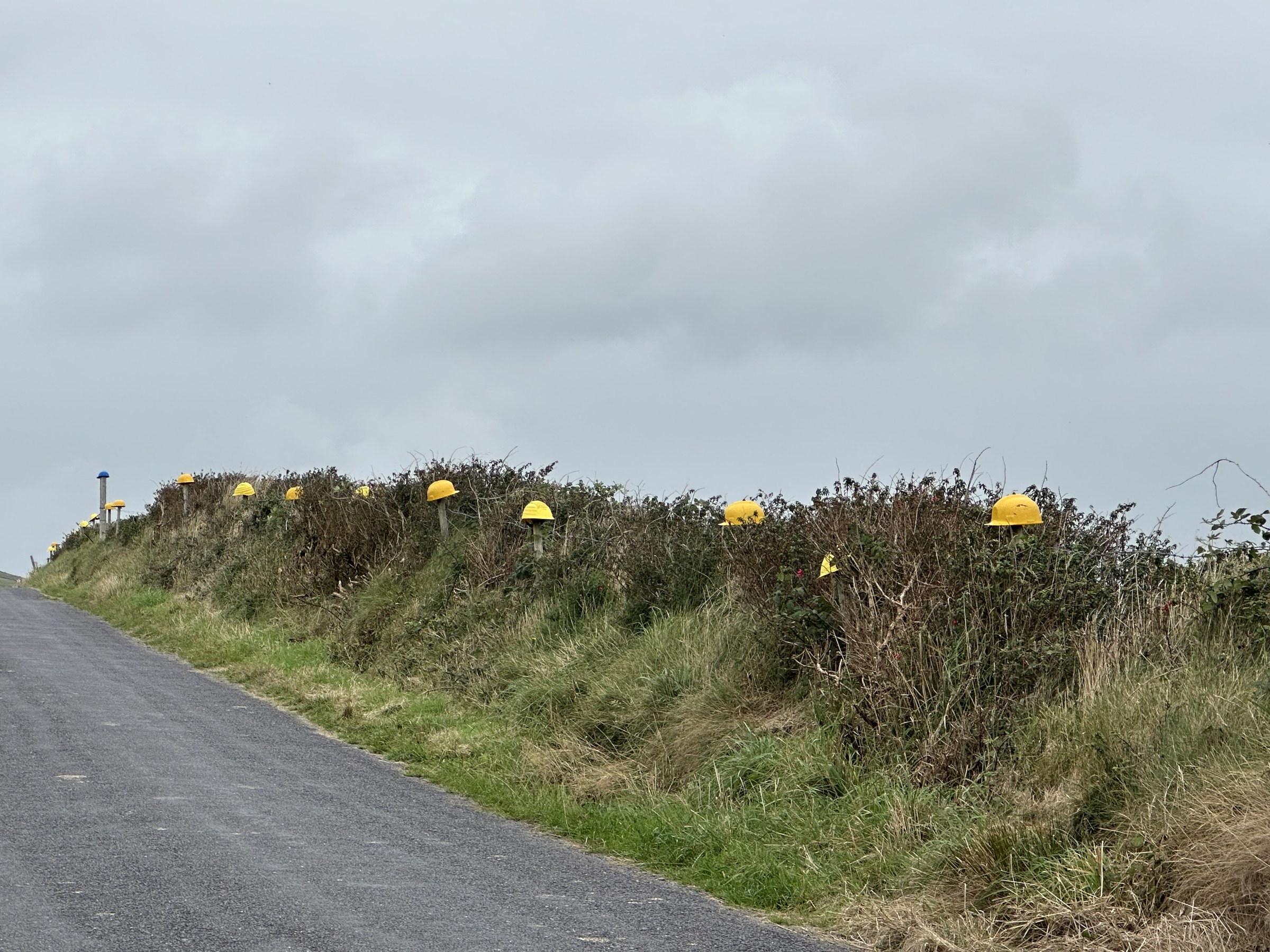 Yellow hard hats mounted at intervals along a roadside hedge